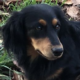 Stanley - Dachshund