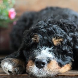 Bernedoodle Puppies from Richardville Hunde