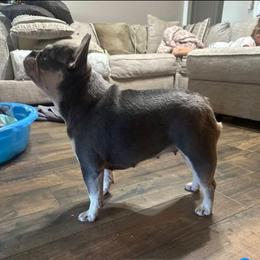 Rabi - French Bulldog