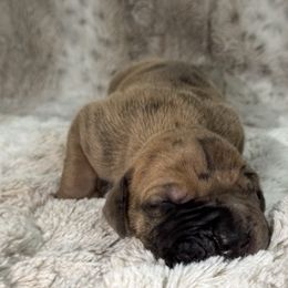 Sully aka (Harvey Dent) - Merle male Great Dane puppy in Montgomery, Texas from KD Sweet Southern Danes