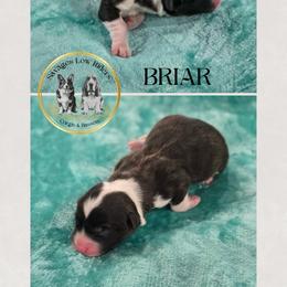 Savage Briar Of Eire - Brindle and white male Cardigan Welsh Corgi puppy in Plymouth, Iowa from Savages Low riders