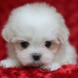Maltese, Morkies, and Yorkshire Terriers from Little Luv's Yorkies and Maltese