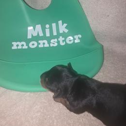 Green Boy - Black and tan male Yorkshire Terrier puppy in St. Louis, Missouri from Yorkieville - Shih Tzu Nation