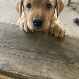 Labrador Retriever Puppies from Ritchie Road Labradors