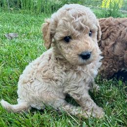 Rocky - (rocky road) - Gold male Bordoodle puppy in Canfield, Ohio from Poo's Doo's & Inu's