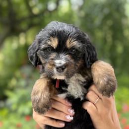 Summit - Tri-color male Bernedoodle puppy in Highland, Utah from Angel Pups Deluxe