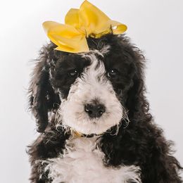 Yellow - "Maya" - Bernedoodle puppy from Shabbey Sheek Bernedoodles