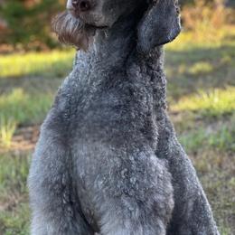 Poodles from Shieldwall Kennels
