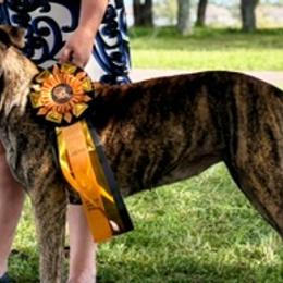 Perro de Presa Canarios from Reaper's Instinct Presa