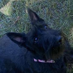 Scottish Terriers and West Highland White Terriers from Curry Hill Westies and Scotties