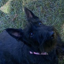 Scottish Terriers and West Highland White Terriers from Curry Hill Westies and Scotties
