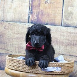 "Boy" Vermihor "Blue collar" black - Black Poodle puppy in Hazard, Kentucky from Suited N Booted Standards