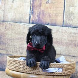 "Boy" Vermihor "Blue collar" black - Black Poodle puppy in Hazard, Kentucky from Suited N Booted Standards