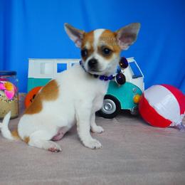 Daisy - Fawn and white female Chihuahua puppy in Bois D Arc, Missouri from Carsten's Chihuahuas