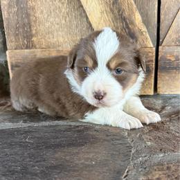 Female - Red tri-color female Miniature American Shepherd puppy in Centerville, Washington from Turnin Heads