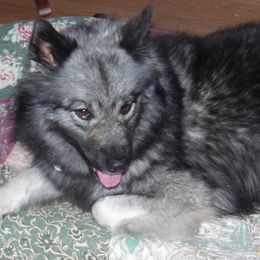 JAZZY - Keeshond