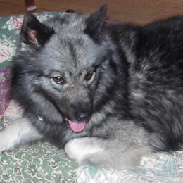 JAZZY - Keeshond
