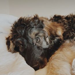 Goldendoodle Puppies from Fire Sky Kennels