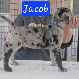 Jacob - Merle male Great Dane puppy in Longview, Texas from Lazy A Danes