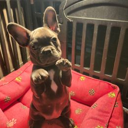 Cherry - Blue female French Bulldog puppy in Cincinnati, Ohio from Sun City Kennels