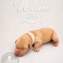 White Collar Girl - Yellow female Labrador Retriever puppy in Las Vegas, Nevada from Lucky Labrador Retrievers