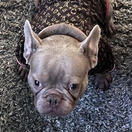 Lia - French Bulldog