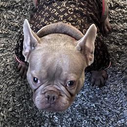 Lia - French Bulldog