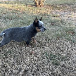 Boy 5 - Blue speckled male Australian Cattle Dog puppy in Mooresboro, North Carolina from Grog Creek Kennel