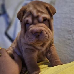 Apricot - Apricot dilute female Chinese Shar-Pei puppy in Bakersfield, California from Cashmerewrinkles
