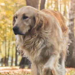 El was - Golden Retriever