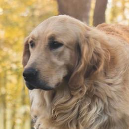 El was - Golden Retriever