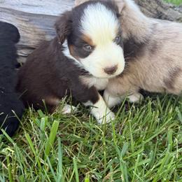 Tito - Red tri male Miniature Australian Shepherd puppy in Marion, Michigan from Highland Hills Mini Aussies