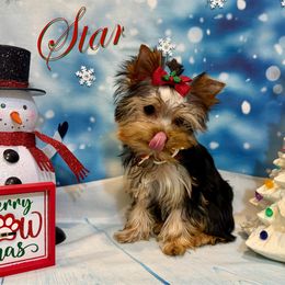 Star Purple Collar - Black and gold female Yorkshire Terrier puppy in Pleasant View, Tennessee from Vino’s Pawfect Yorkies