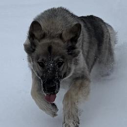 Shiloh Shepherds from JD’s Shiloh’s