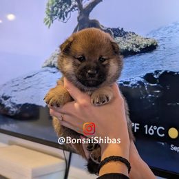 ROGER - Sesame male Shiba Inu puppy in Minnesota from BonsaiShibas