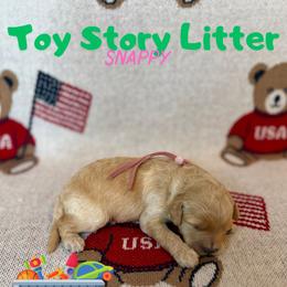 Snappy - Apricot female Goldendoodle puppy in Houston, Texas from Golden Life Doodles