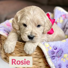 Bernedoodle and Goldendoodle Puppies from BrookeMarie’s Goldendoodle Love