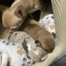Chihuahua Puppies from raven russell