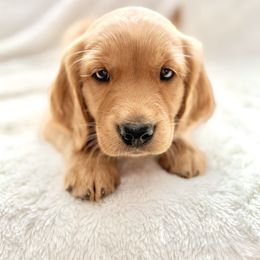Companion Cross Puppies from Happy Tails Mini Goldens