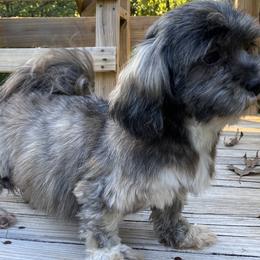 Skyler - Lhasa Apso