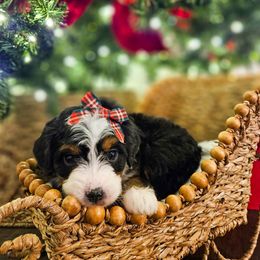 Nutmeg - Tri-color female Bernedoodle puppy in Russell Springs, Kentucky from 270 Doodles