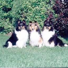 Shetland Sheepdog Puppies from Wyndeway Shetland Sheepdogs