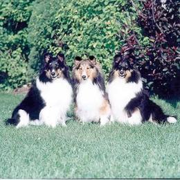 Shetland Sheepdog Puppies from Wyndeway Shetland Sheepdogs
