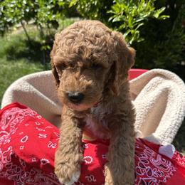 Red Collar boy - Rome (France) - Red  male Goldendoodle puppy in West Sacramento, California from Pomegranate Doodles