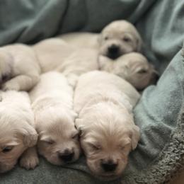 Golden Retriever Puppies from Cream of the Crop Goldens Michigan
