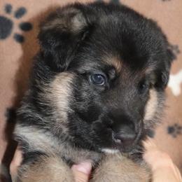German Shepherds from Christine Yozgatlioglu