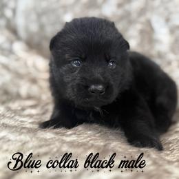 Blue collar - Black male German Shepherd puppy in Canterbury, Connecticut from Nachtwaechter German Shepherds, LLC