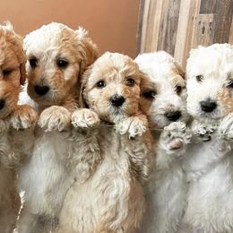 Goldendoodles from Small Home Doodles