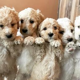 Goldendoodles from Small Home Doodles