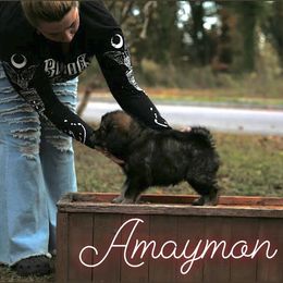 Neapolitan Mastiff and Tibetan Mastiff Puppies from Carolina Coastal Mastinos